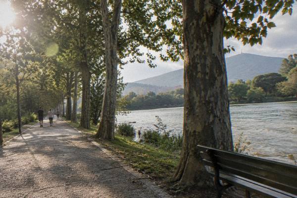 A long avenue of plane trees leading to a hillside park lake path with a few strolling people, Grand Park of Tirana